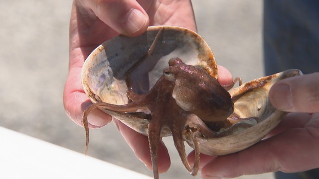 イイダコの産卵床