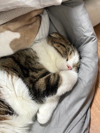 愛猫家のましろーるさん（ましろーるさん提供）