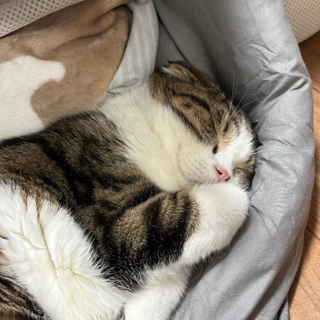 愛猫家のましろーるさん（ましろーるさん提供）