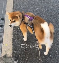 飼い主さんの「石ないね～」に反応するゆきちゃん（提供：y.u.k.i_0310さん）