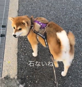 飼い主さんの「石ないね～」に反応するゆきちゃん（提供：y.u.k.i_0310さん）