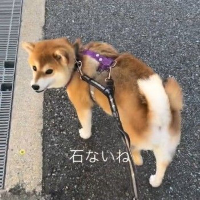 飼い主さんの「石ないね～」に反応するゆきちゃん（提供：y.u.k.i_0310さん）