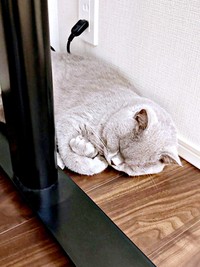 仕事部屋で両前足をクロスしてお昼寝するもめんくん（画像提供：もめんさん）