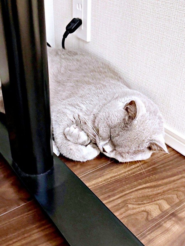 仕事部屋で両前足をクロスしてお昼寝するもめんくん（画像提供：もめんさん）