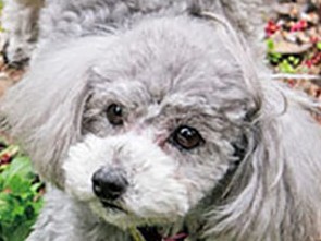 プードルのすばらしき本能に学ぶ　優れた嗅覚を生かす