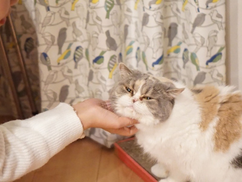 どんな姿でも手のにおいでおかあさんってわかるの