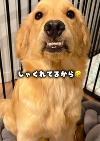 しゃくれた顎がチャームポイントのモナちゃん／ともさん（@tomo.home.06）提供