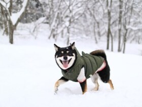 ひゃっほ～雪って楽しいね！　旅行をエンジョイする柴犬「ラガー」