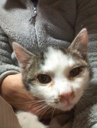 膝に乗ってくつろぐ＝gatita_himawariさん提供