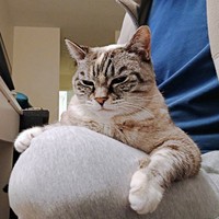 飼い主さんの膝にのってくつろぐルーチちゃん（画像提供：原田さん）