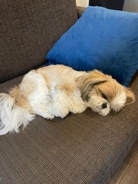 疲れて眠る奈々ちゃん（栄作さん提供）