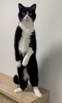 もはや立ち姿に風格すら感じるたろうくんの美しい立ち姿（提供：たろうさん）