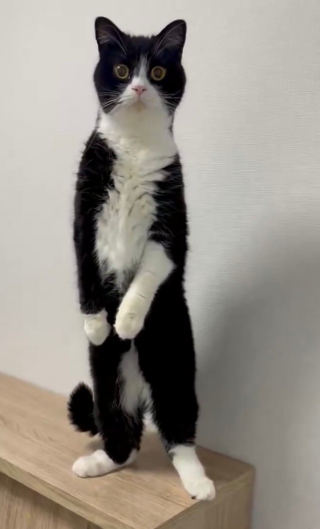 もはや立ち姿に風格すら感じるたろうくんの美しい立ち姿（提供：たろうさん）