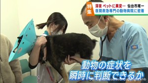 夜間救急を専門に対応　仙台・宮城野区の夜間救急動物病院