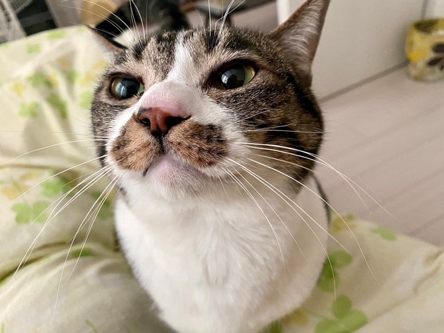 ふうちゃん（提供写真）