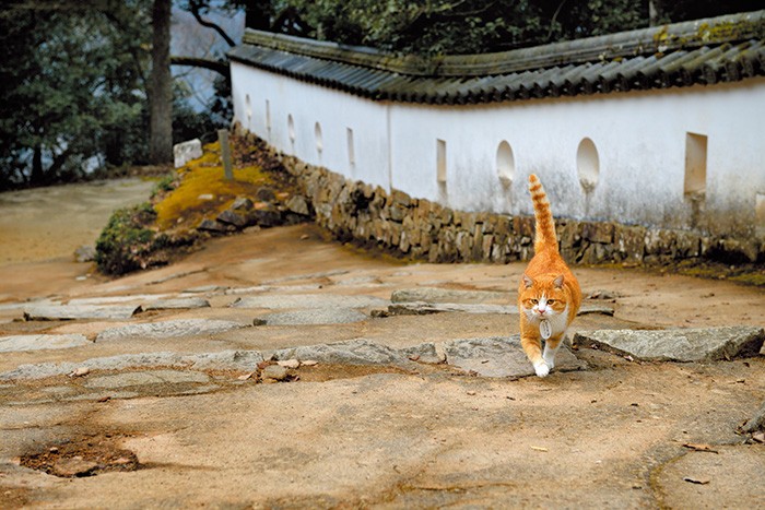 大手門跡近くの坂を堂々行進。さんじゅーろーはここを登って城にたどり着いた