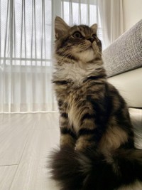 飼い主さんいわく「甘えん坊でやんちゃな子です」というメルくん（画像提供／めるちょさん）