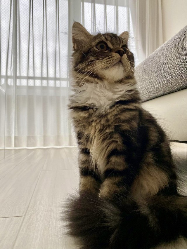 飼い主さんいわく「甘えん坊でやんちゃな子です」というメルくん（画像提供／めるちょさん）