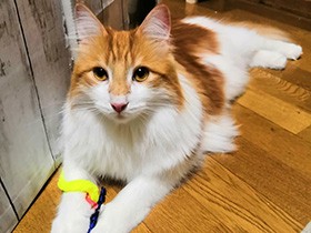 遊びたい！ でも渡したくない……メインクーン「れおなるど」