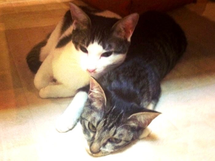 幼い頃、ワッポにもたれかかるサボ。今も２匹は一緒に寝ています。