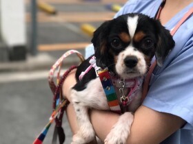 動物愛護週間に考えてみよう　保護犬・保護猫を引き取るという選択肢