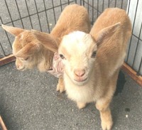 マイクロヤギ　平井料理システム提供