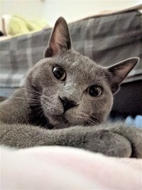 子猫ちゃん待っているよ！（グミちゃんFamilyさん提供）