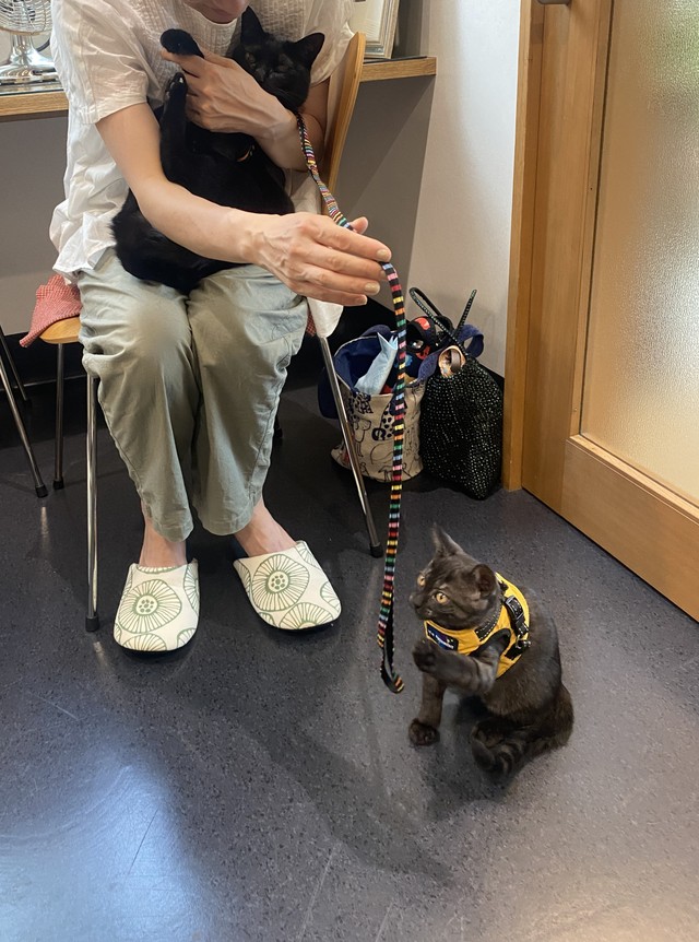 猫にも「一生」がありますね。