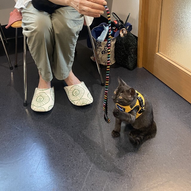 猫にも「一生」がありますね。