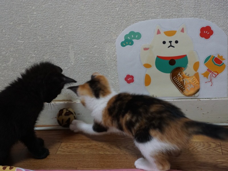 姉妹でよく遊び、遊びながら筋肉もつくようです