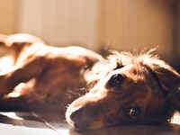 私の胸の中で生き続けるあなたのために、お姉ちゃんは頑張ります