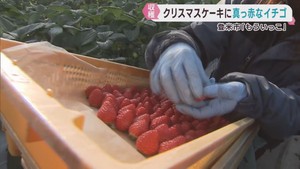 クリスマスに向けてイチゴの収穫が盛ん　宮城・登米市