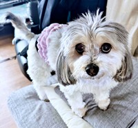 「ごはんの時間ですよね？」アピールするつんちゃん（画像提供：つんこむさん）