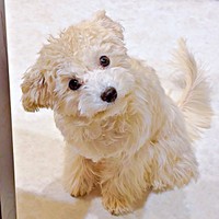 パパとママ、どちらも見える場所をみつけたボサノヴァちゃん（画像提供：犬を見てさん）
