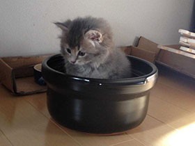 土鍋にひょこんと入ってお風呂みたい　サイベリアンの「コタ」