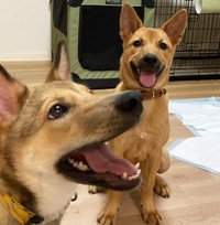 美形で明るい元野犬の姉妹、パンジーとビオラ