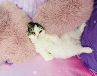 愛猫の吉宗くん