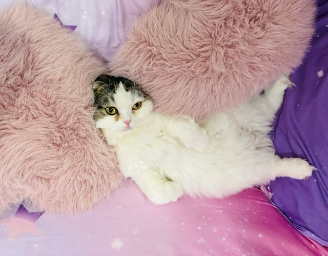 愛猫の吉宗くん