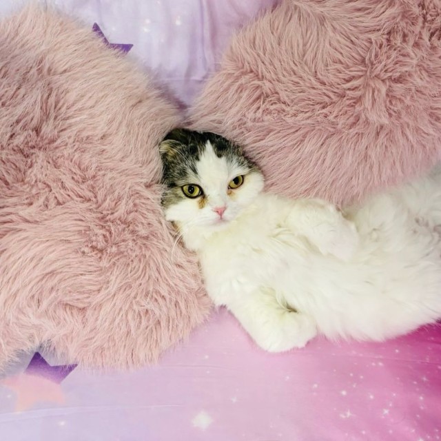 愛猫の吉宗くん