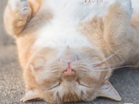 自然体の猫の写真集『気ままに猫だもん。』　「敬意もって撮影」