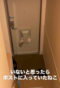 猫がいない！と思ったら・・・（飼い主さん提供、Instagramよりキャプチャ撮影）