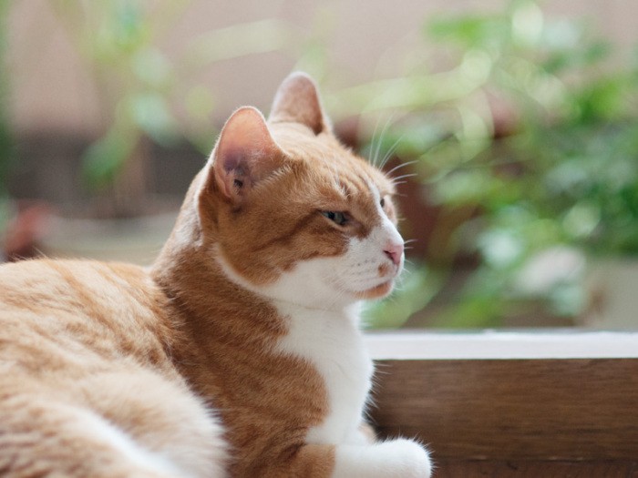 「僕は出自がいいから狭いところはごめんさ。おばちゃんちはなんとか我慢してるけどね」（小林写函撮影）