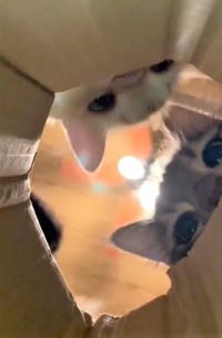 いいにおいがするぞ（ネコランドさん提供、Twitterよりキャプチャ撮影）