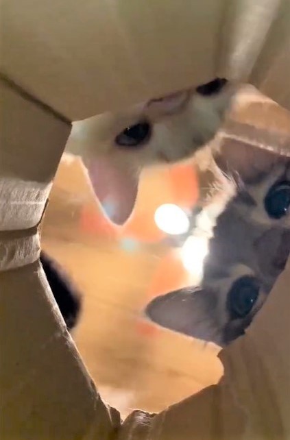 いいにおいがするぞ（ネコランドさん提供、Twitterよりキャプチャ撮影）