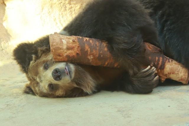 ガラス越しに人にパンチするのが日課のチベットヒグマですが最近は木にご執心。一瞬見せた表情が満足そう