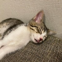 子猫時代、すやすや眠る南南くん（画像提供：まよなんさん）