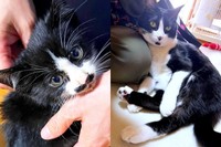 子猫時代と現在。すくすく成長したたいやきくん（画像提供：みりん たいやきさん）