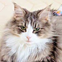 ノルウェージャンフォレストキャットのジュリちゃん。独特な毛づくろい姿が話題にーー（画像提供：みさ緒さん）