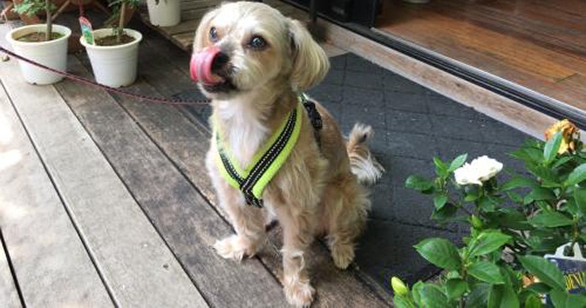 保護犬に見た亡き愛犬の面影 預かりボランティアで 離れがたく Sippo シッポ