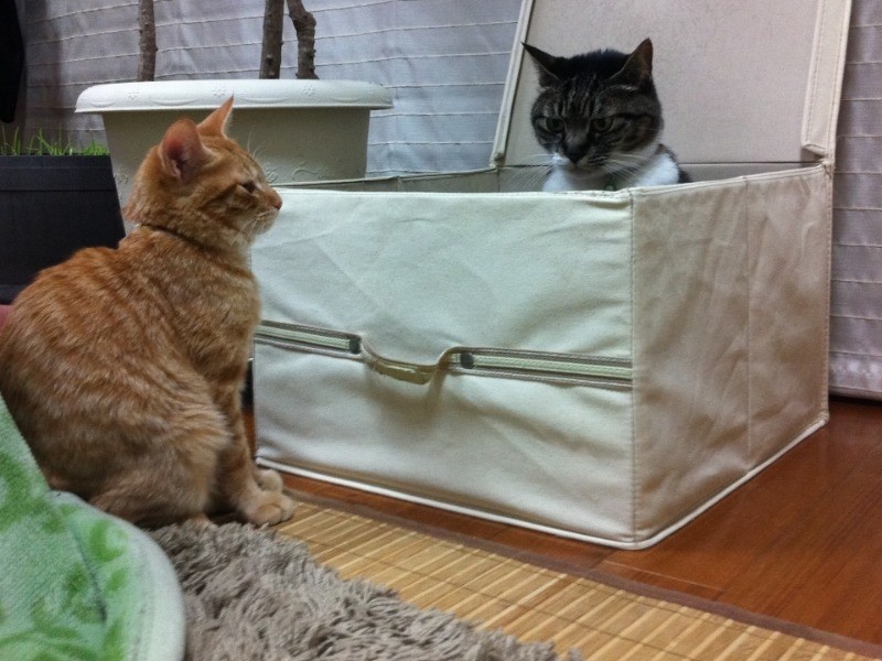 そこにフクが来たらキヨちゃん驚き